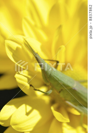 菊の上のショウリョウバッタモドキ 8837862