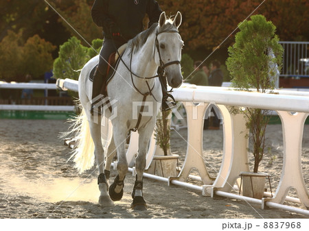 馬事公苑 乗馬練習 馬事公苑 乗馬練習 8837968