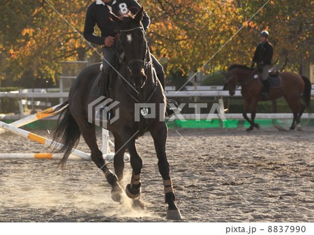 馬事公苑 乗馬練習 馬事公苑 乗馬練習 8837990