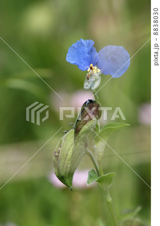 ツユクサ 8838030