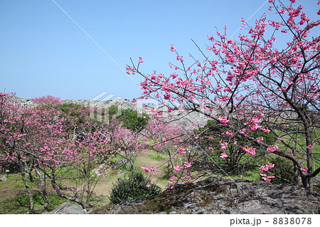 沖縄　寒緋桜 8838078