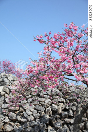 沖縄　寒緋桜 8838079