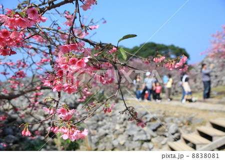 沖縄　寒緋桜 8838081