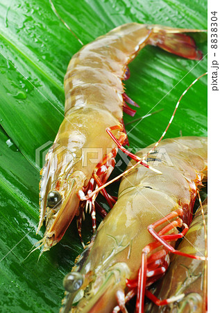 活きクマエビ 8838304