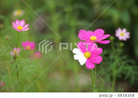 コスモス・センセーションピンク コスモス・センセーションピンク 8838308