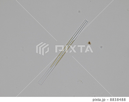 ハリケイソウ ハリケイソウ 8838488