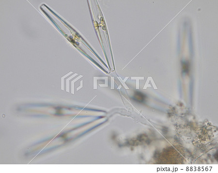 ケイソウ ケイソウ 8838567