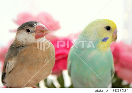 仲良し 文鳥のひなとセキセイインコのひなの写真素材 [8838584] - PIXTA