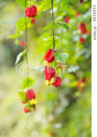 秋のチロリアンランプ 8838955