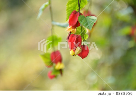 秋のチロリアンランプ 8838956