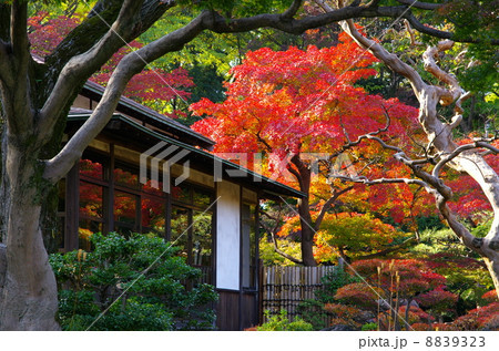 小石川後楽園 8839323