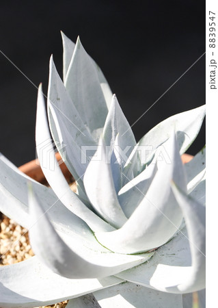 世界で最も白い植物のダドレア・アントニー 8839547