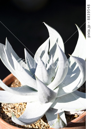 世界で最も白い植物のダドレア・アントニー 8839548