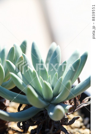 世界で最も白い植物：ダドレア・ヴィレンス 8839551