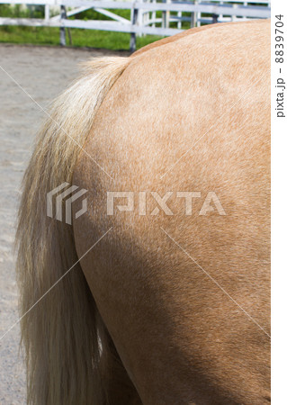 ホースヘア 8839704