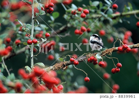 エナガと赤い実 8839961