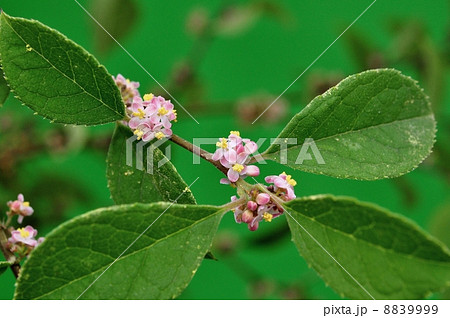 ウメモドキ花 ウメモドキ花 8839999