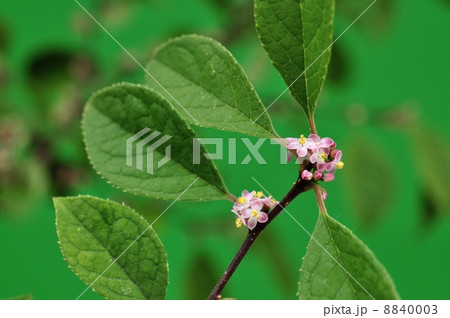 ウメモドキ花 8840003