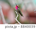 ハチドリ　Hummingbird 8840039
