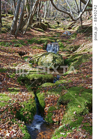 白水湿生花園 白水湿生花園 8840242