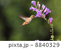 ハチドリ　Hummingbird 8840329
