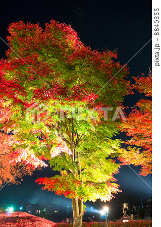 河口湖町・もみじ回廊のライトアップ 8840355