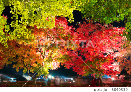 河口湖町・もみじ回廊のライトアップ 8840359