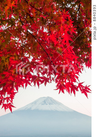 夕暮れの紅葉富士 夕暮れの紅葉富士 8840393