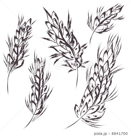 Wheat symbol sketch 8841700