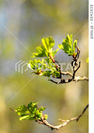 green spring leaves green spring leaves 8842838