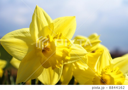flower 8844162