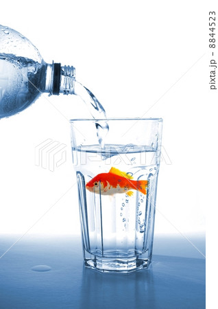 goldgish goldgish 8844523