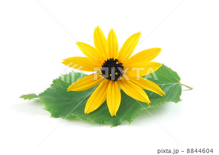 flower flower 8844604