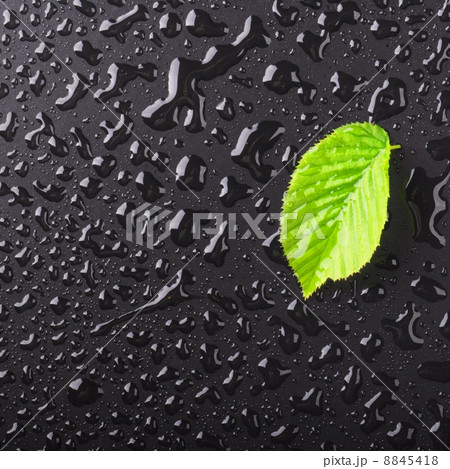 leaf leaf 8845418