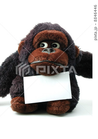 isolated teddy with blank sheet isolated teddy with blank sheet 8846446