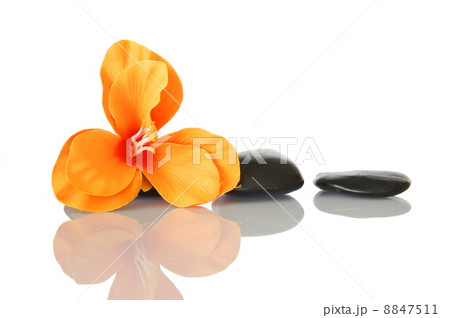 flower flower 8847511