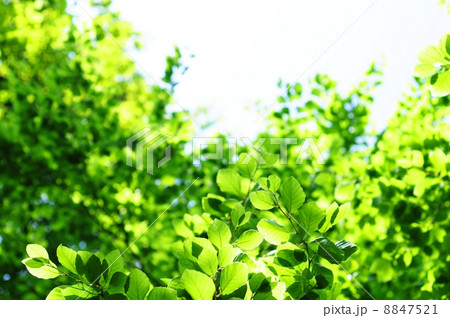 leaves leaves 8847521