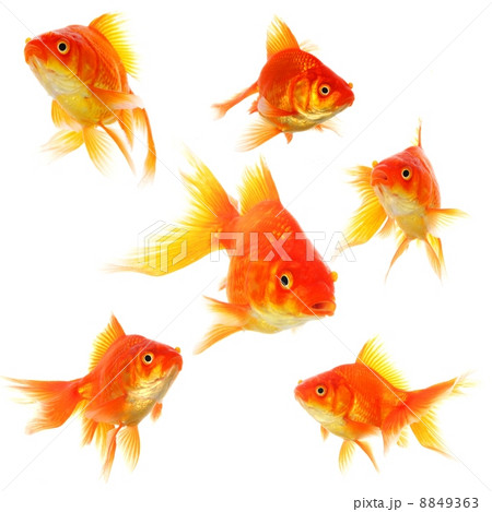 goldfish 8849363