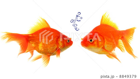 goldfish 8849379