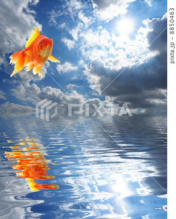 blue sky and goldfish 8850463
