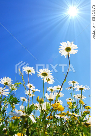 daisy flower in summer daisy flower in summer 8851975