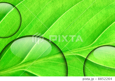 fresh green leaf with water droplet 8852264