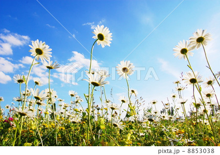 flower in summer under blue sky flower in summer under blue sky 8853038