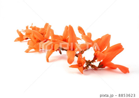 wellness flowers 8853623