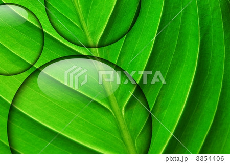 fresh green leaf with water droplet fresh green leaf with water droplet 8854406