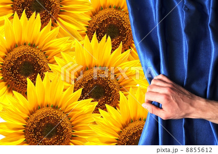 flowers flowers 8855612