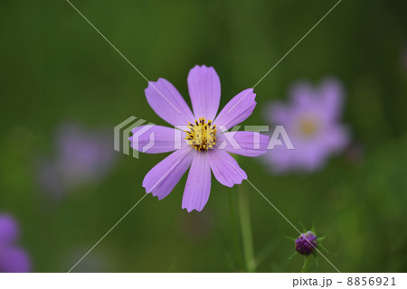 コスモス 8856921
