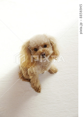 レンズ目線のトイプードル 8856945