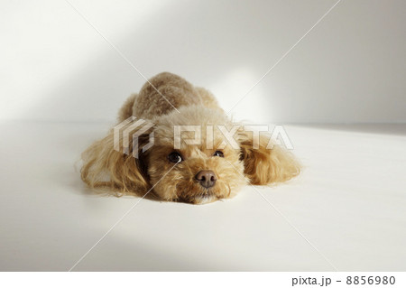上目で何かを見るトイプードル 8856980