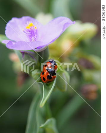 2匹のてんとう虫 8856992